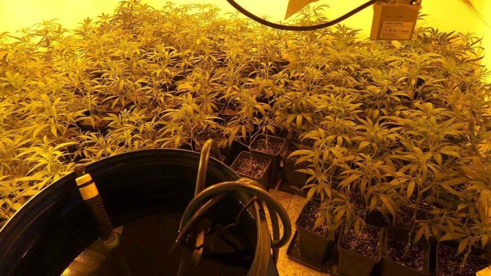 Imagen de archivo de una plantación de marihuana / MOSSOS