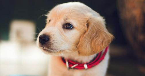 Imagen de un perro antes de ir al veterinario / Berkay Gumustekin en UNSPLASH