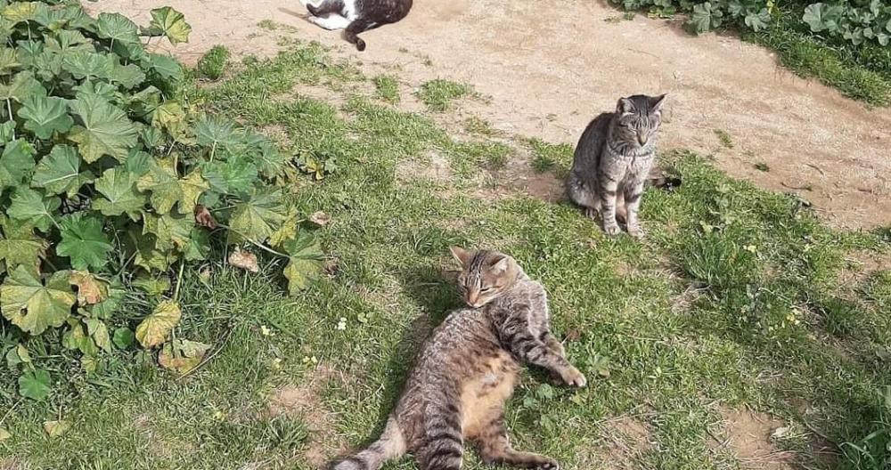 Los gatos sobreviven en el refugio gracias a la labor de una voluntaria totalmente vocacional / MARIA PANADES