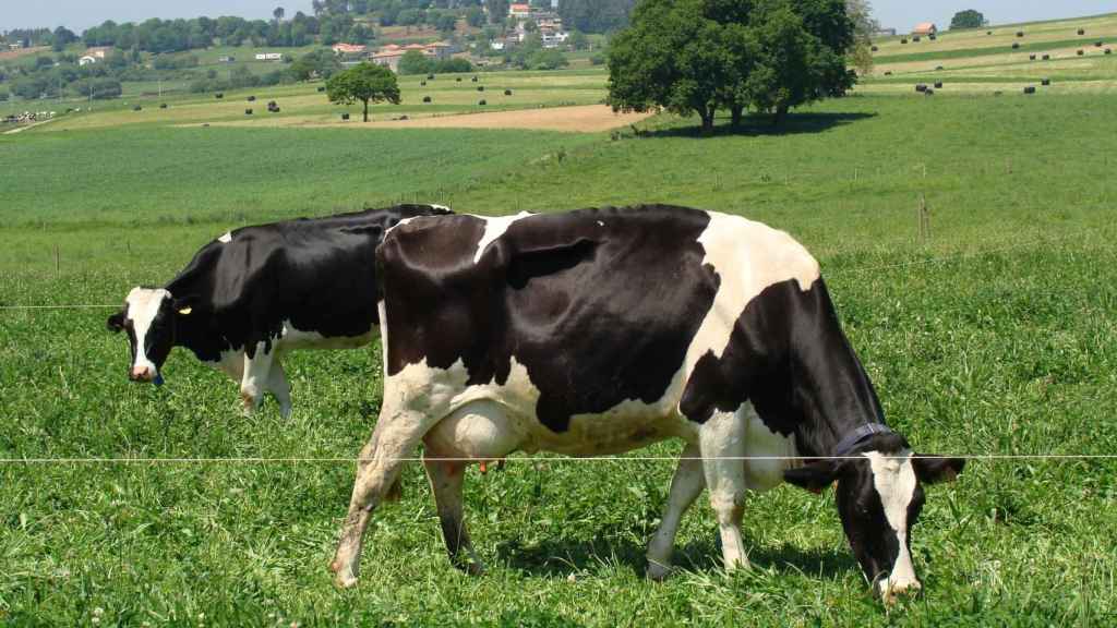 Vacas pastando en un campo gallego / XUNTA