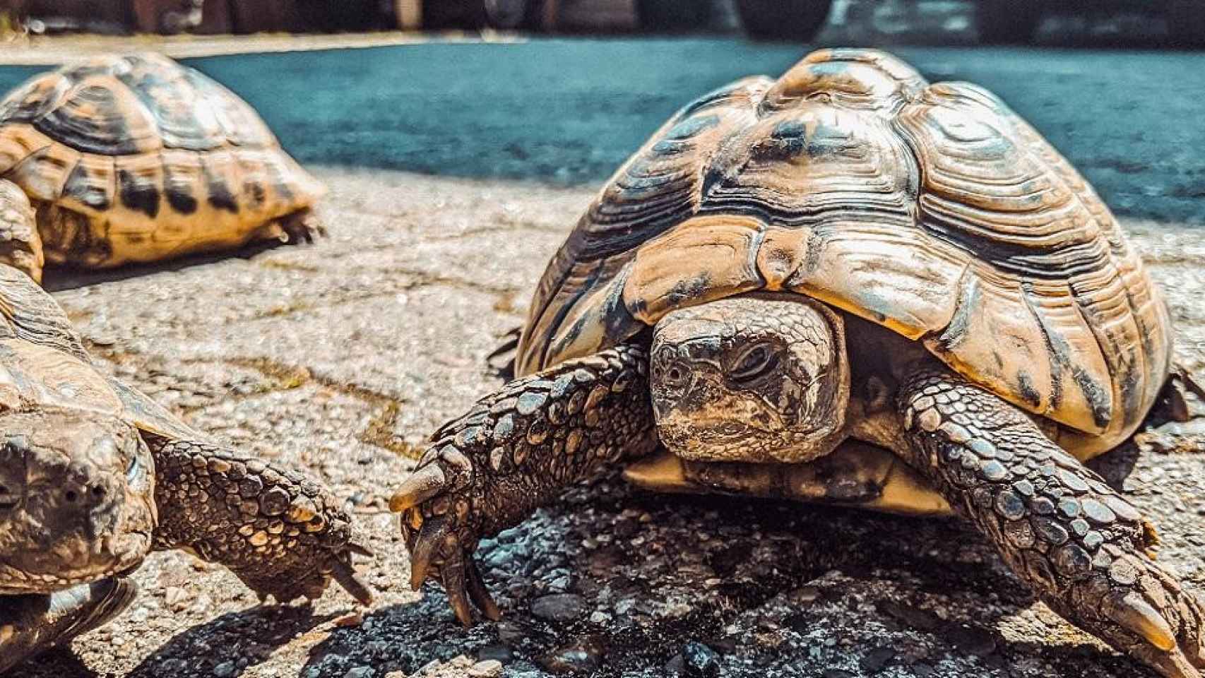 Tortuga como la que ha puesto huevos en Barcelona / Paul Kapischka EN UNSPLASH