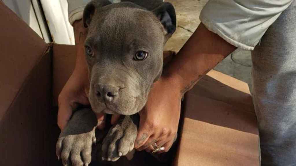 El perro abandonado por el niño que le protegió de su propio padre / FACEBOOK