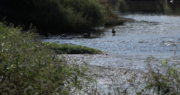 Imagen del río Llobregat / ALBERT CANALEJO