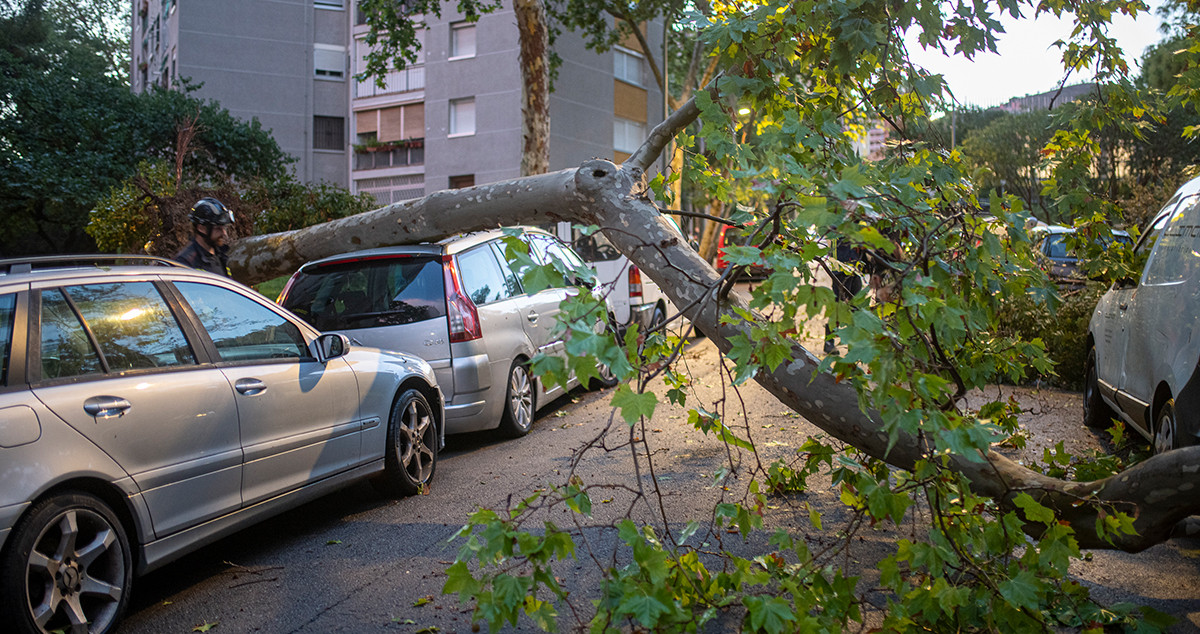 Árbol caído a causa del viento en Barcelona en el año 2022 / LORENA SOPÊNA - EUROPA PRESS