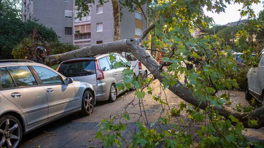 Árbol caído a causa del viento en Barcelona en el año 2022 / LORENA SOPÊNA - EUROPA PRESS