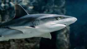 Imagen de archivo de un tiburón / christels en PIXNIO