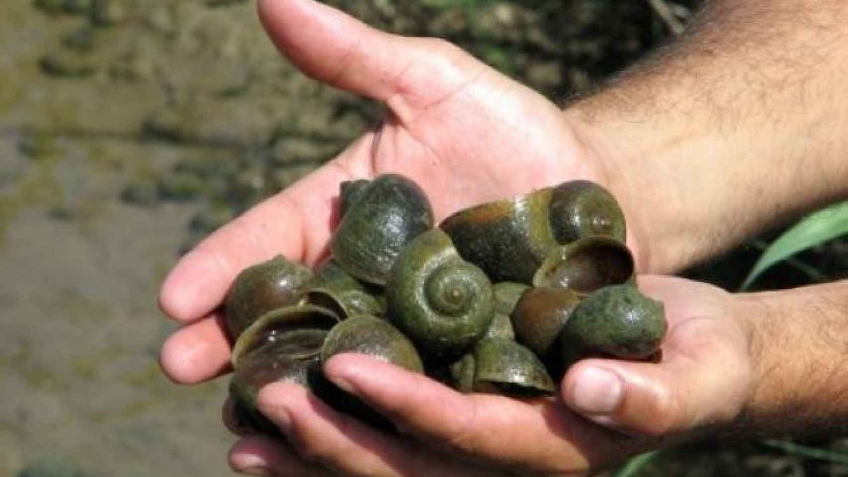 Imagen de archivo de ejemplares del caracol de manzana en el Delta del Ebre