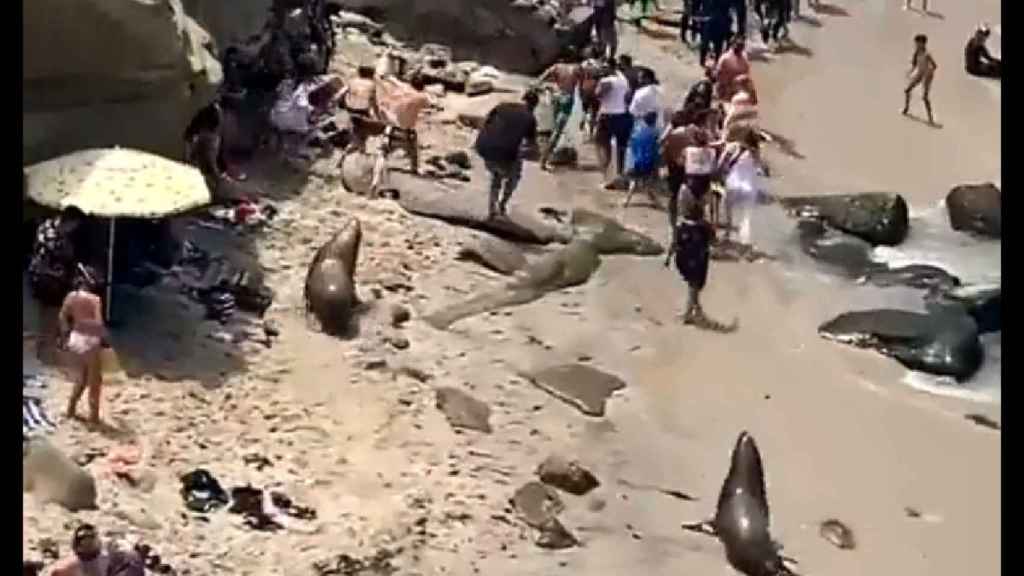 Leones marinos en una playa con bañistas REDES