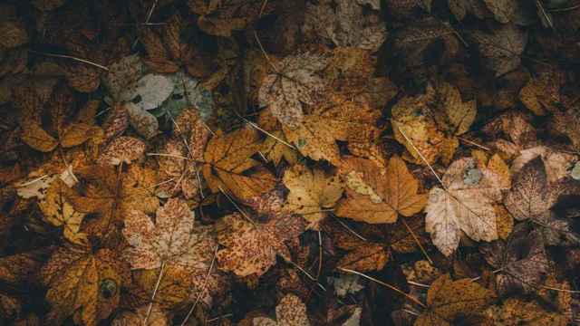 Hojas secas en el suelo que dan la bienvenida al otoño / UNSPLASH