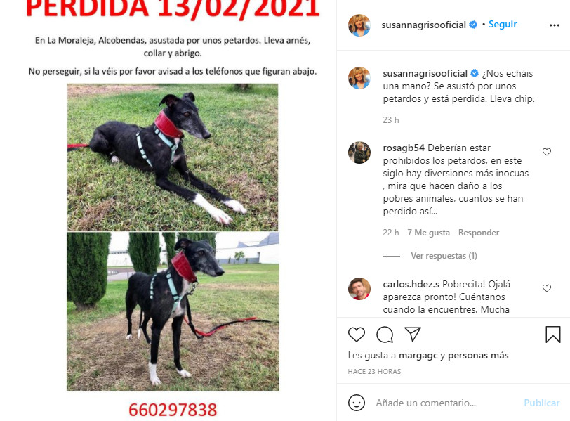 Perra perdida de Susanna Griso / INSTAGRAM