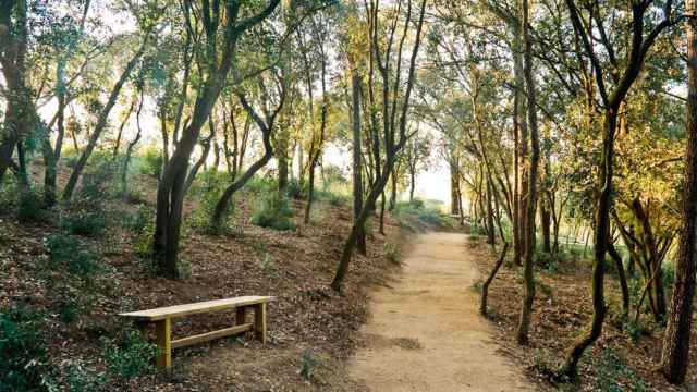 Imagen del 'Bosc de les Cendres' del Cementerio de Collserola, donde se ubica uno de los dos crematorios que tiene Barcelona / CG