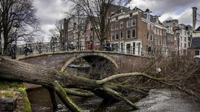 Un árbol caído debido a la tormenta Eunice en el centro de Ámsterdam / Ramon van Flymen – EPA (EFE)