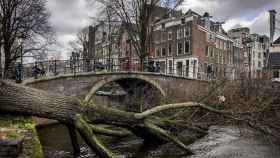 Un árbol caído debido a la tormenta Eunice en el centro de Ámsterdam / Ramon van Flymen – EPA (EFE)