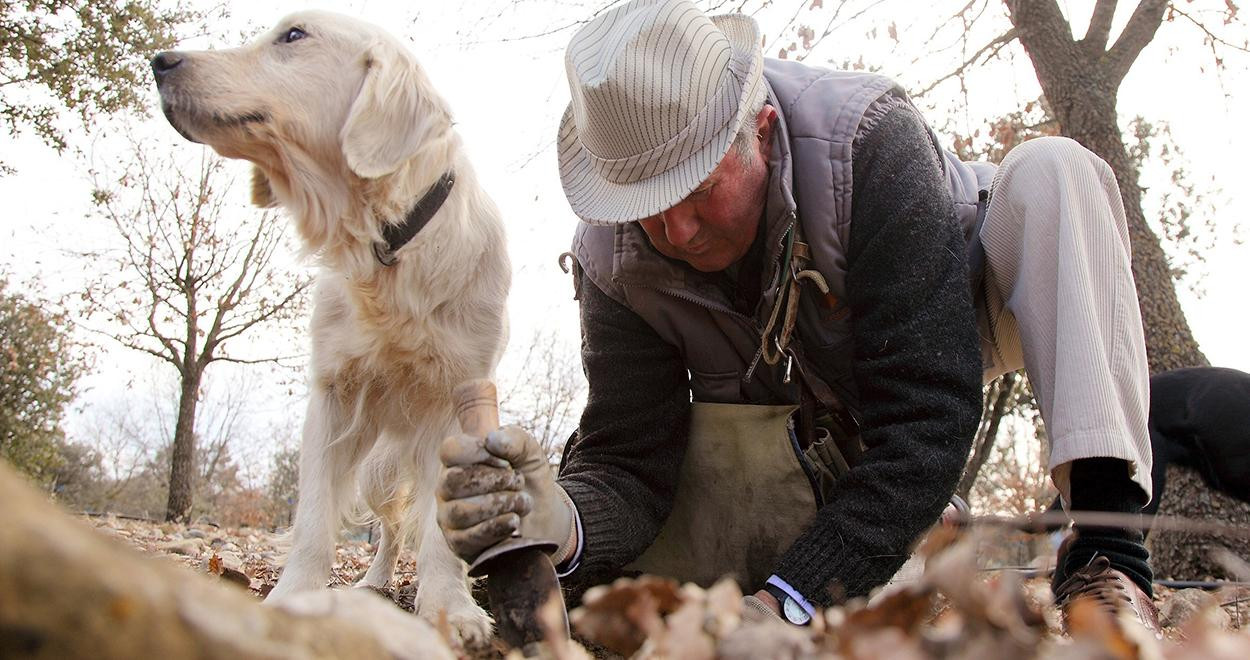Un hombre y su perro buscan trufas / EUROPA PRESS