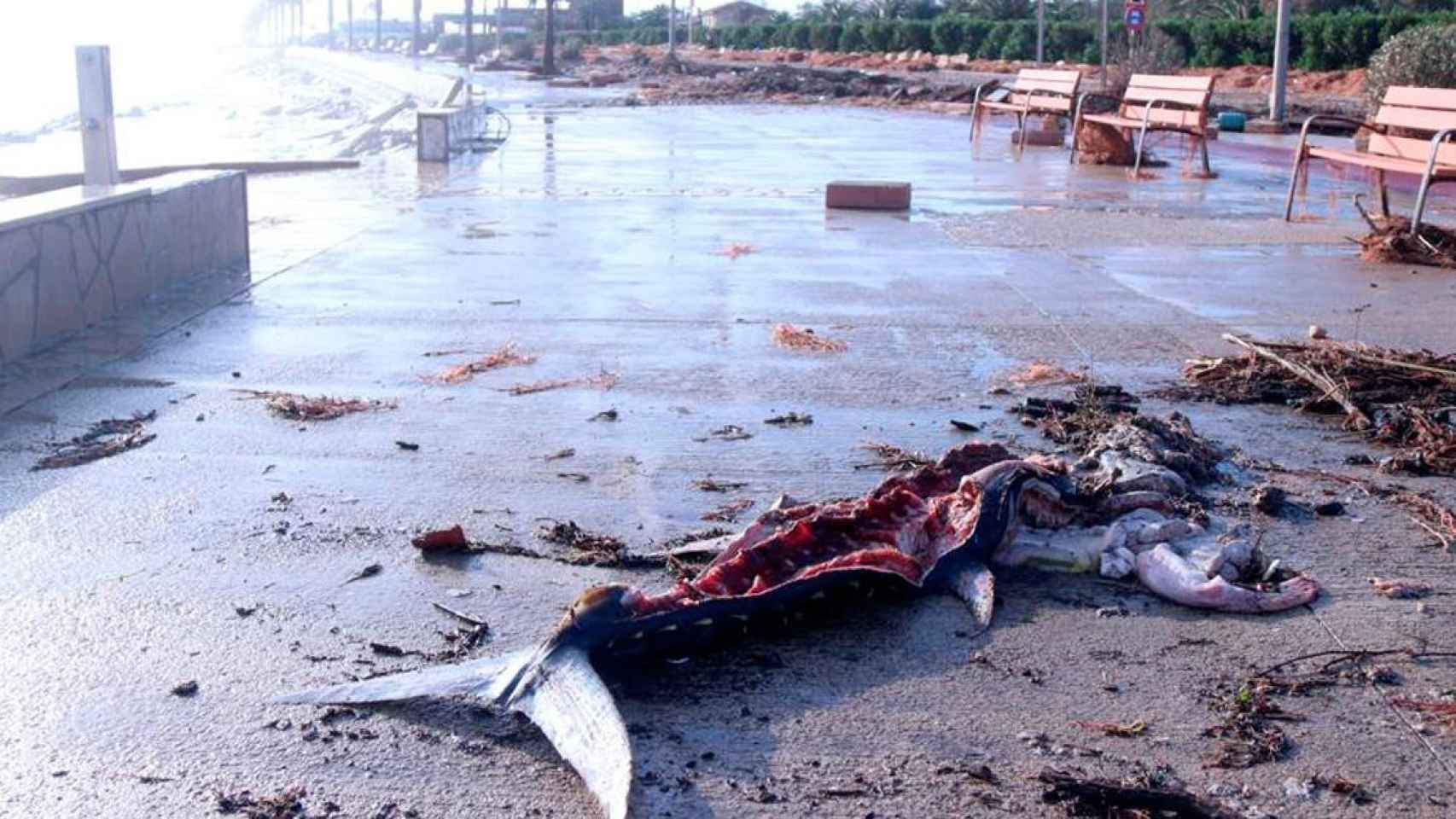 Uno de los atunes rojos 'perdidos' por Grup Balfegó durante el temporal Gloria que fueron rapiñados por vecinos / CG