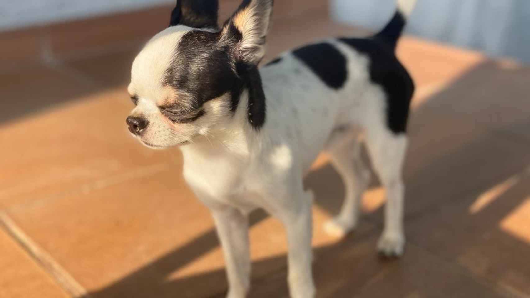 Un perro chihuahua