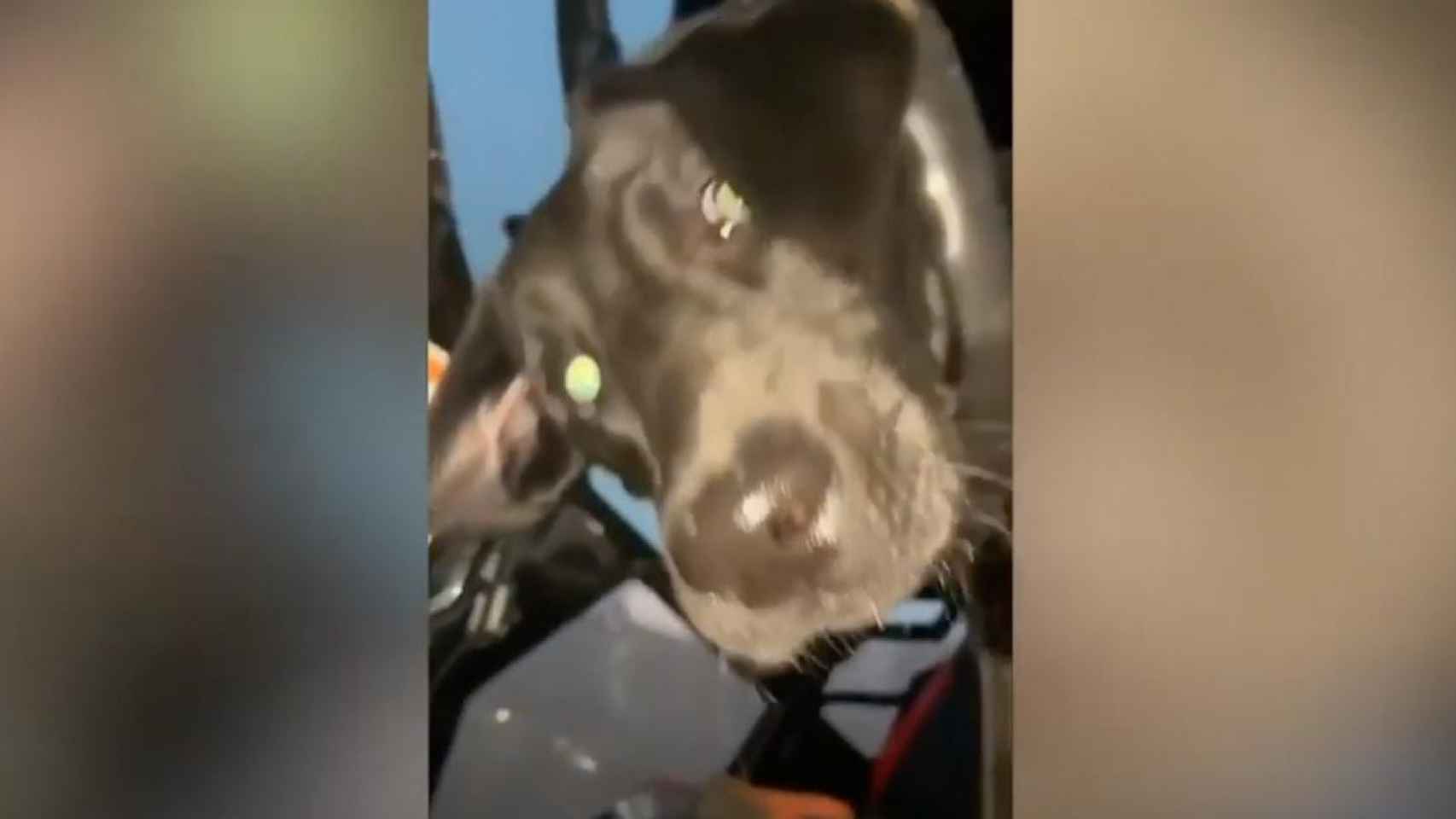 Una perrita se queda atascada en el volante del coche de su dueño / YOUTUBE