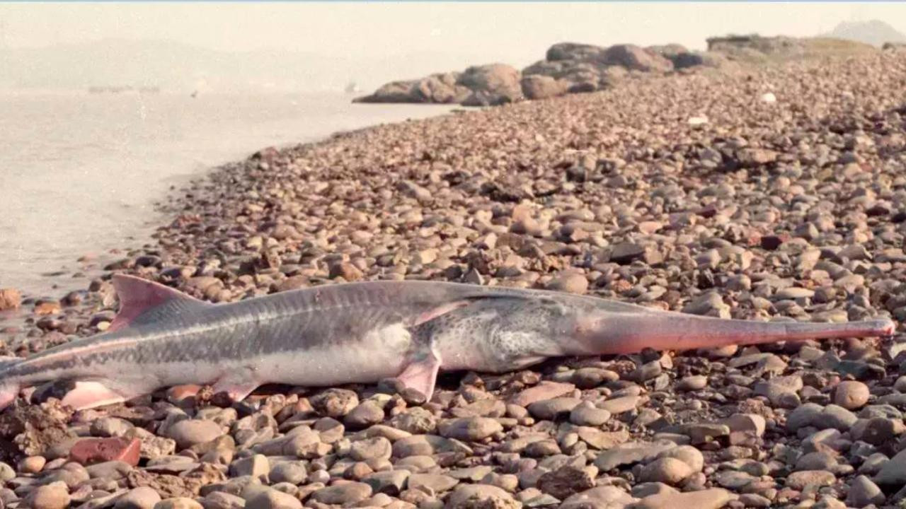 Un pez remo gigante chino varado a la orilla del río Yangtsé / TWITTER