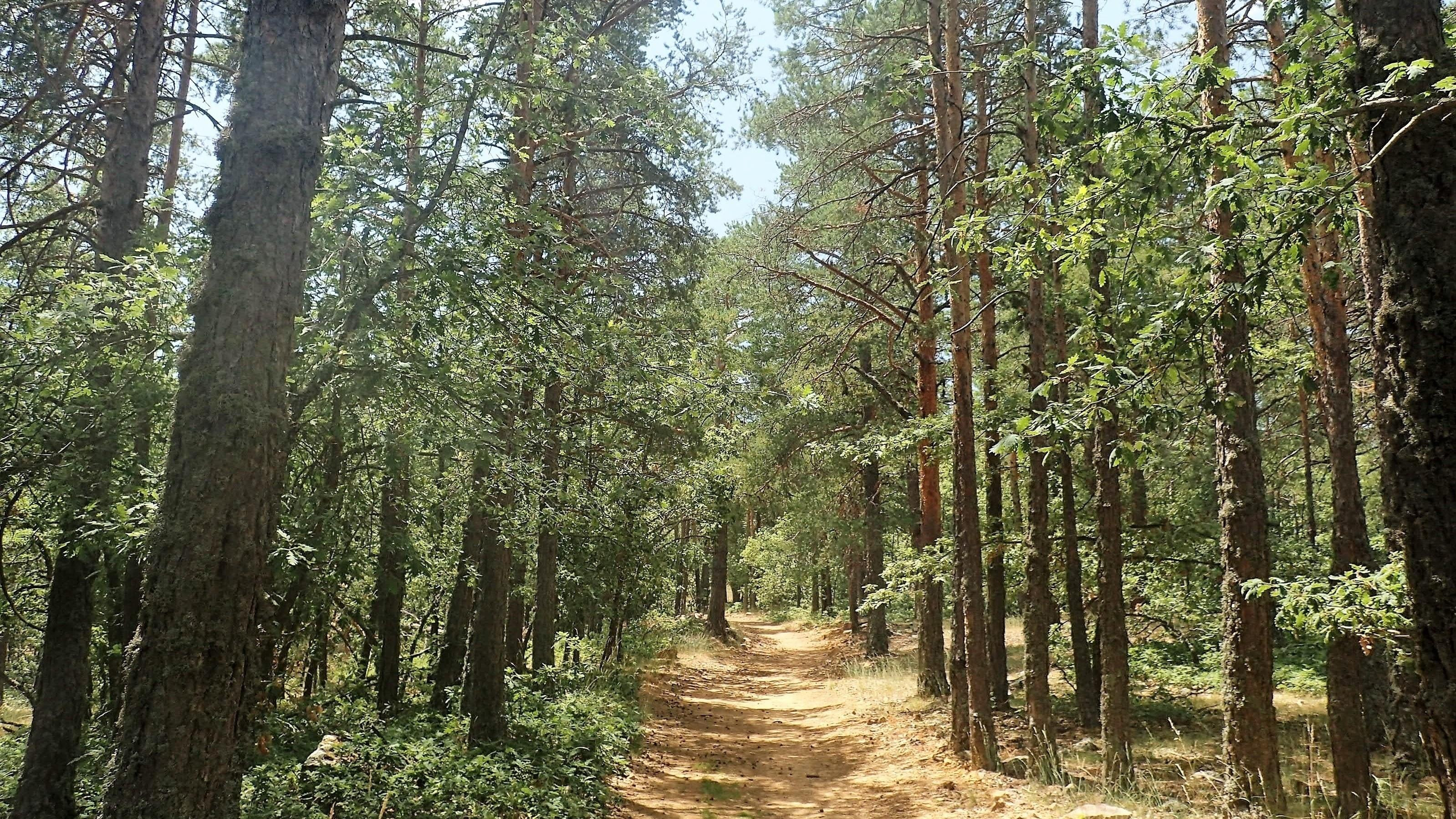 Nace ‘Units pel Bosc’ para presentarse a las elecciones del Centro de la Propiedad Forestal. En la imagen, un bosque / EUROPA PRESS