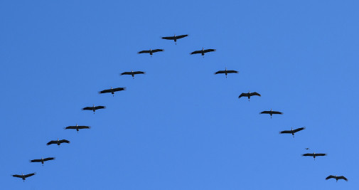 Grullas grises volando en forma de V sobre la estepa de Hortobagy, en el noreste de Hungría / EFE - Zsolt Czegledi