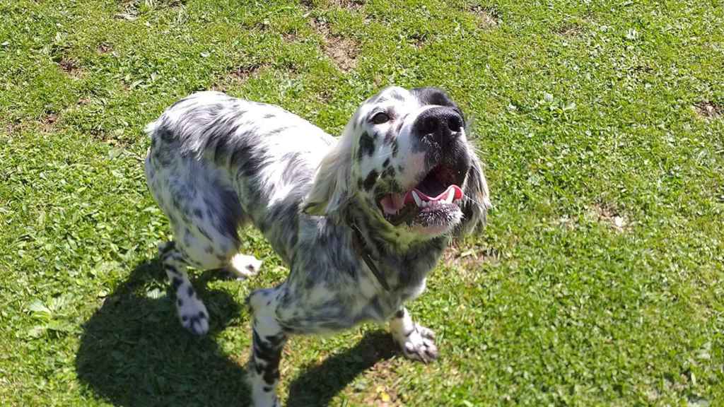 Fotografía de archivo de un perro, animal que no podrá pasear por la Anella Verda de Terrassa sin estar atado a raíz de una nueva ordenanza municipal / EUROPA PRESS