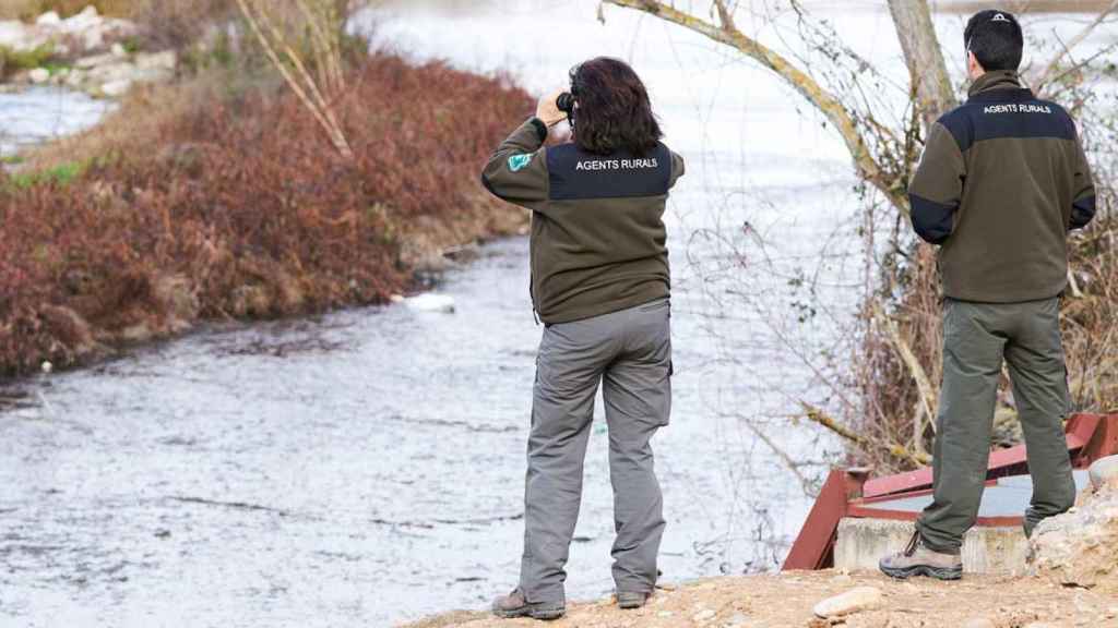 Los Agentes Rurales recuperan 13 aves muertas en el radio de 10 kilómetros del brote de gripe aviar de Lleida / EFE