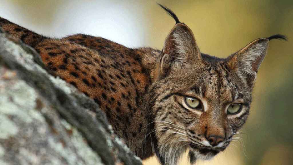 El lince jipi