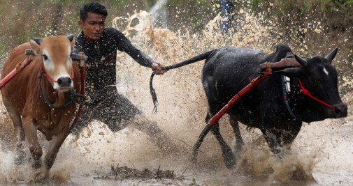 Un jinete indonesio compite durante una de las eliminatorias de la tradicional carrera Pacu Jawi / HOTLI SIMANJUNTAK- EFE