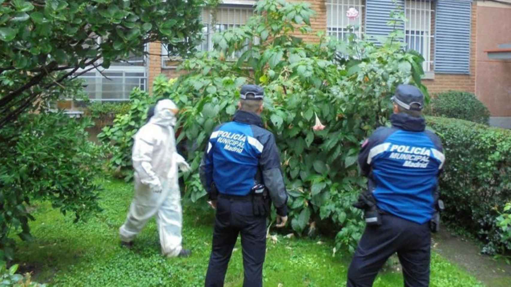 Las 66 plantas de droga se encontró en un jardín público de Madrid