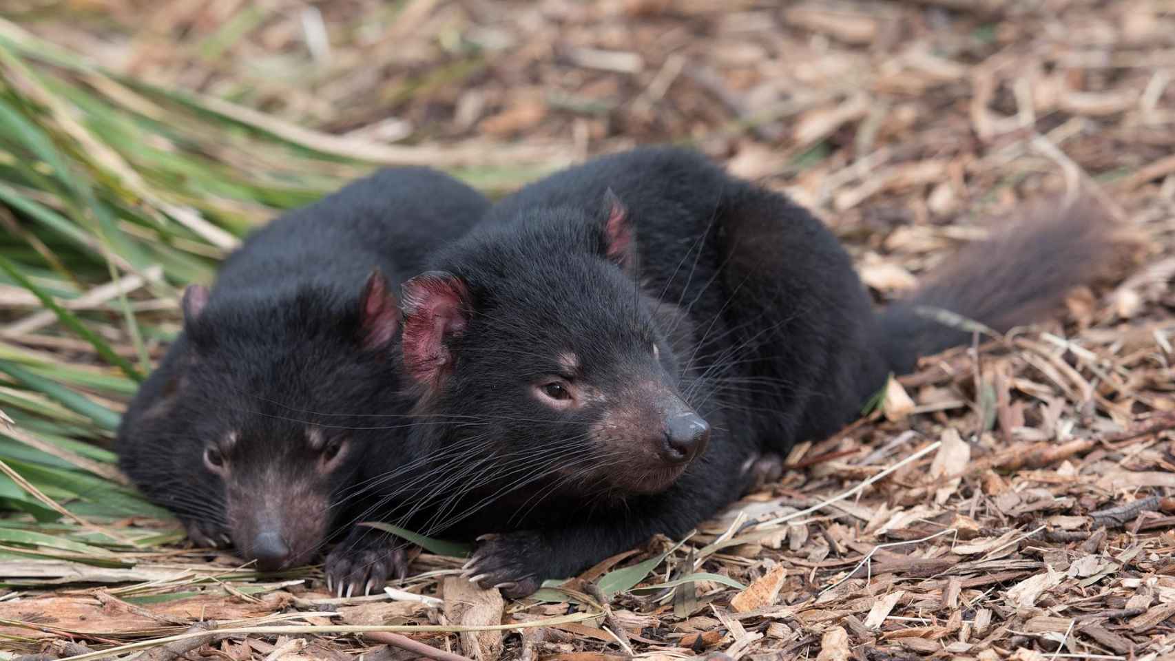 Dos ejemplares de demonio de Tasmania / CG