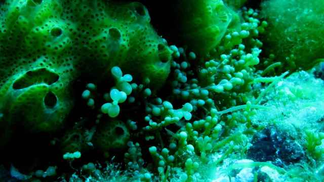 Imagen del alga caulerpa cylindracea / Marta Terry L. (CC BY-NC-ND 2.0)