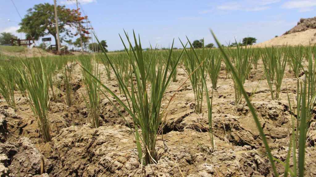 La tierra seca por la falta de lluvias en un campo español / EFE