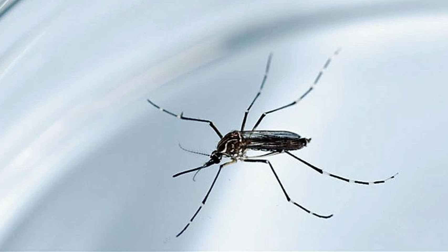 Mosquito Aedes Aegypti, transmisor del virus del zika, el dengue y el chikunguña