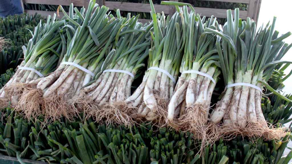 Calçots en un puesto de Mercabarna