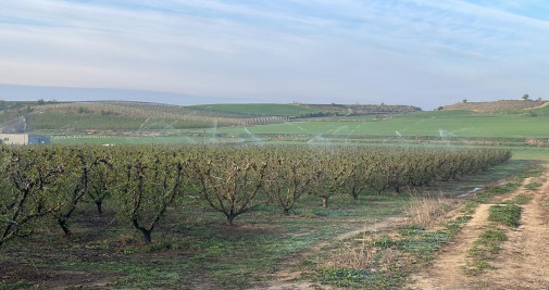 Riego por aspersión en una finca de melocotoneros de Corbins (Lleida) / UNIÓ DE PAGESOS