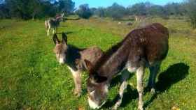 Imagen de tres burros pastando en los campos de Doñana / EP