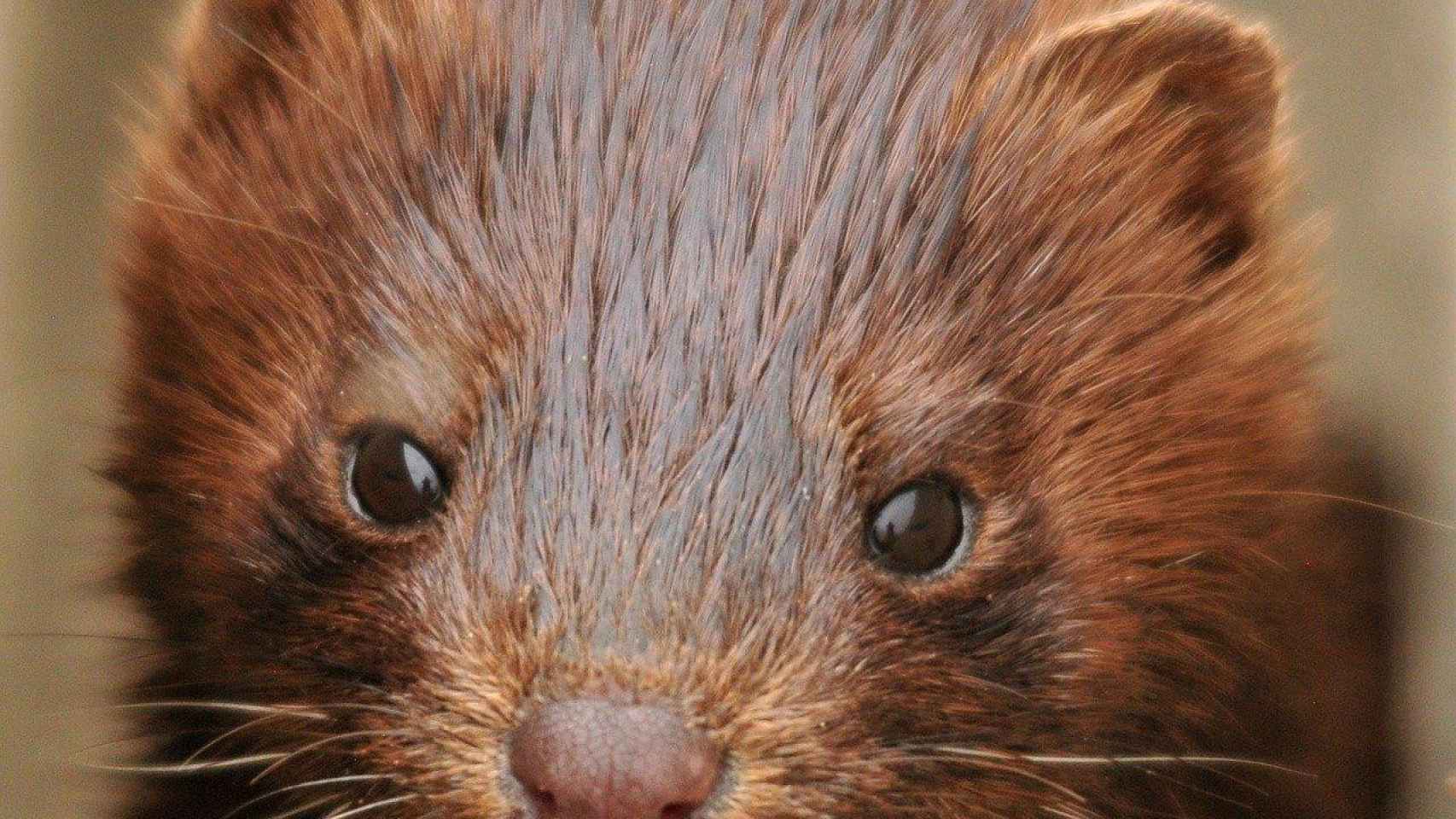 Los visones, animales criados en granjas y muy cotizados por sus pieles / CG