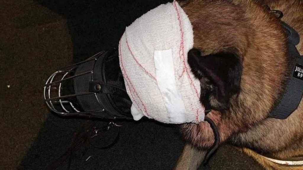 El perro apuñalado en el Trambesòs de Barcelona el domingo / CG