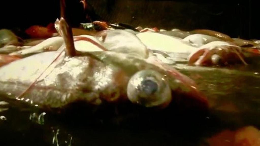 Imagen del documental 'Leviatán', proyectado en el festival L'Alternativa