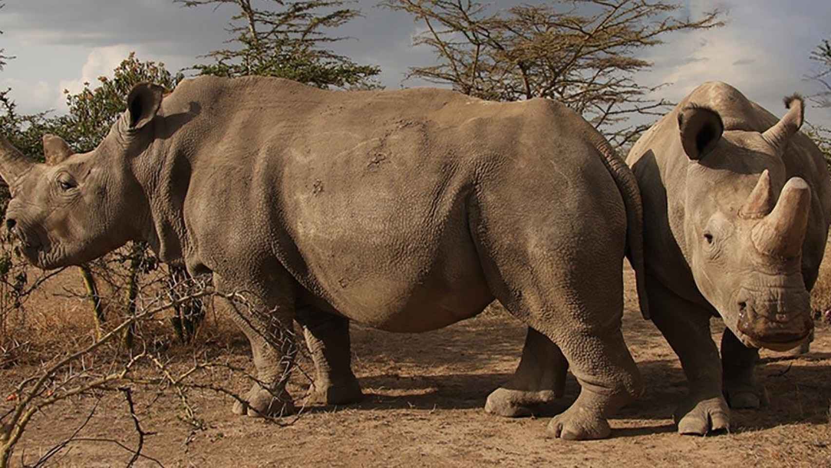 Ejemplar de los rinocerontes blancos / EP