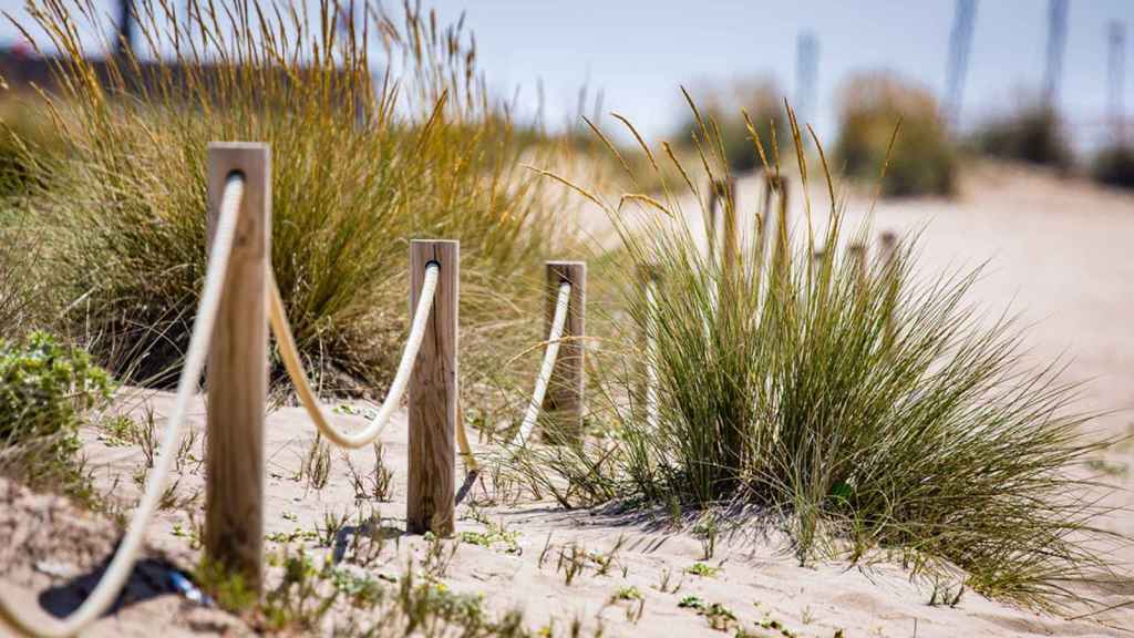 Dunas en las playas del área metropolitana de Barcelona / AMB