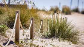 Dunas en las playas del área metropolitana de Barcelona / AMB