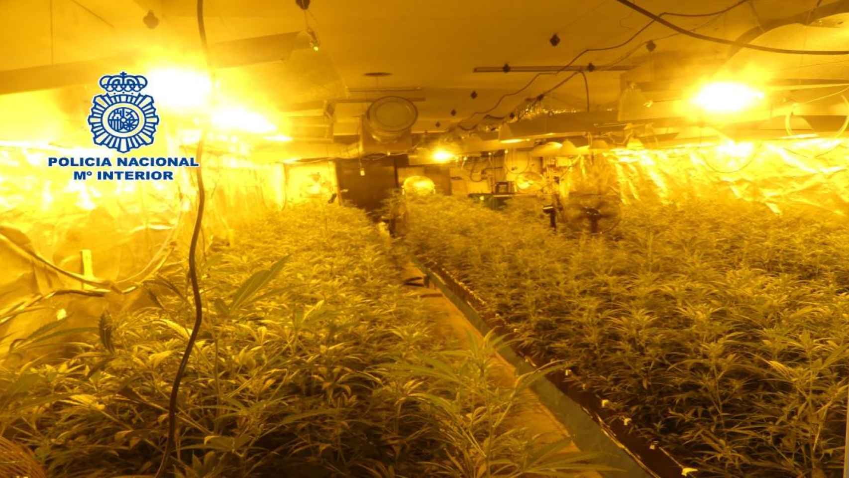 Desmantelada una plantación de marihuana en una vivienda de Rubí / POLICÍA NACIONAL