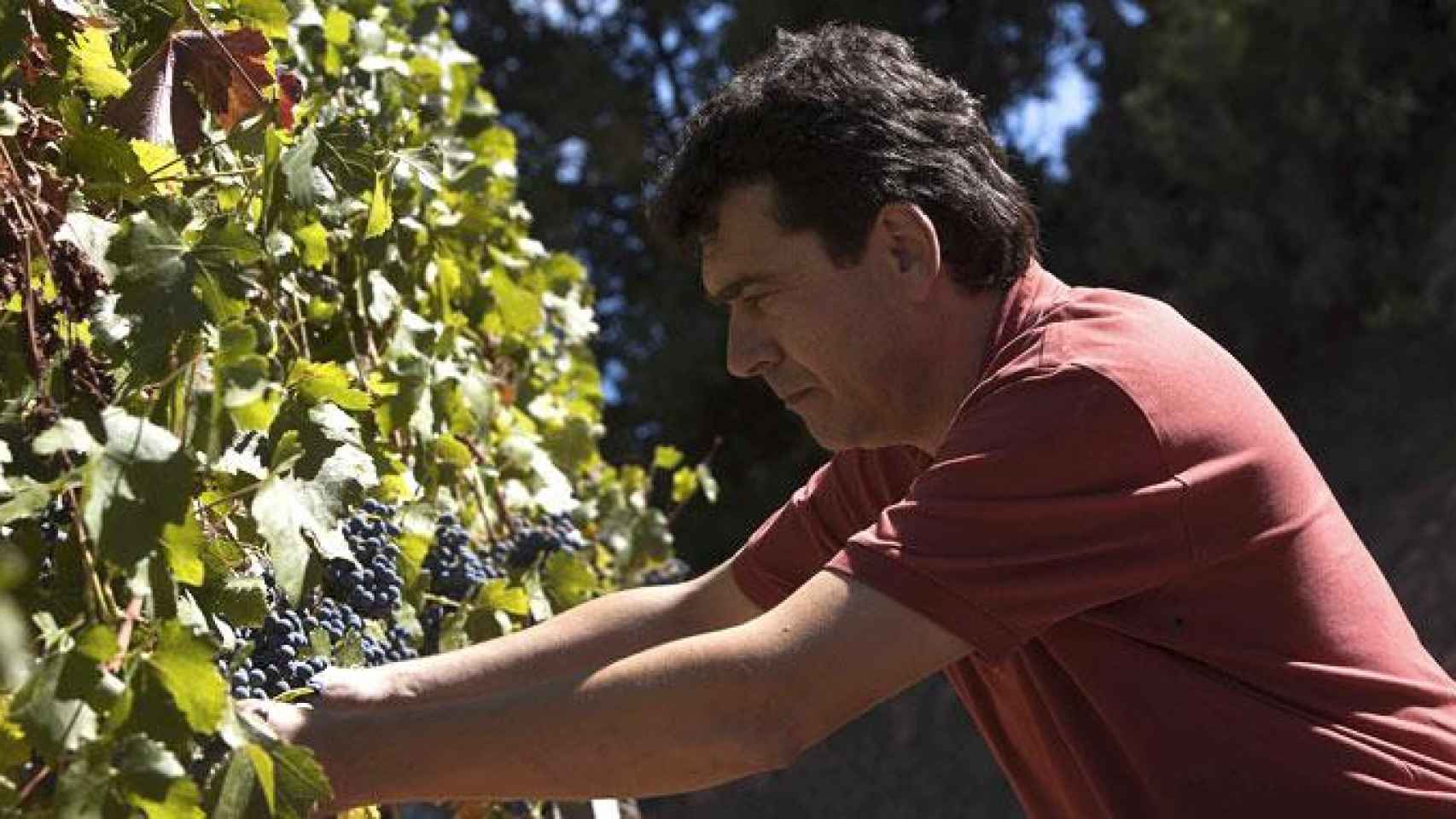 El viticultor Tomàs Cuisné, que explota las bodegas que llevan su nombre, Castell del Remei, Cérvoles Celler y Cara Nord / TOMÀS CUISNÉ