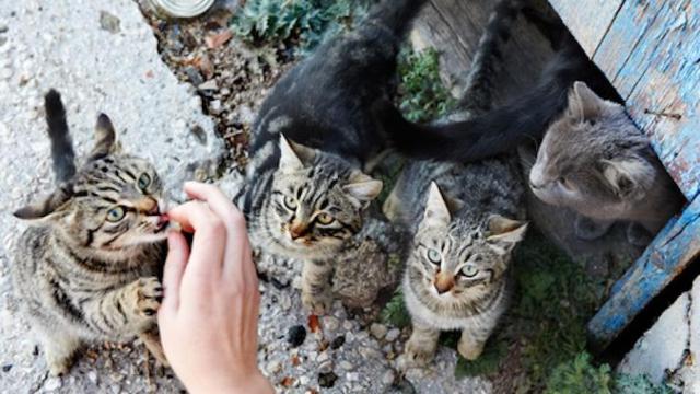Una foto de archivo de gatos callejeros / CD