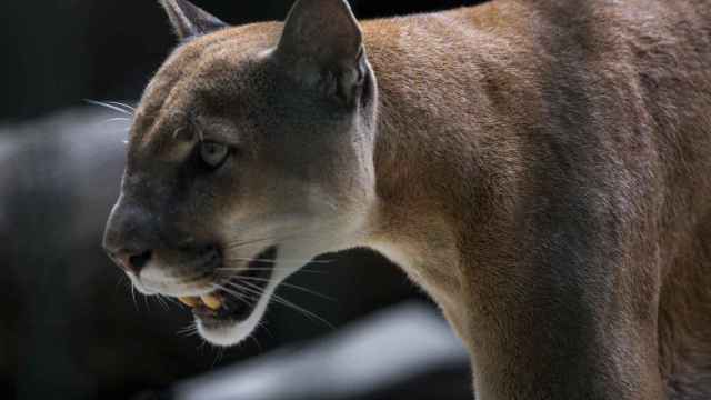 Un puma en posición de ataque / EFE