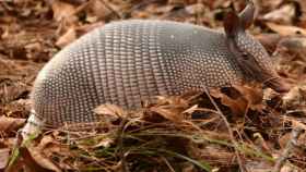 Una foto de un armadillo