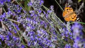 Fotografía de una mariposa / AMB