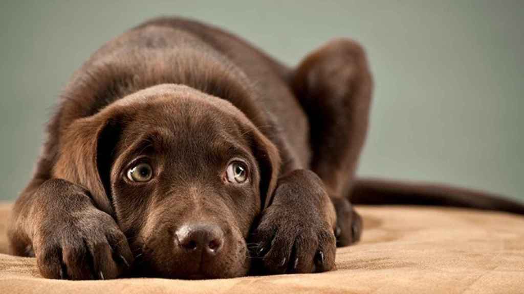 Un perro atemorizado por los ruidos de la pirotecnia / EP