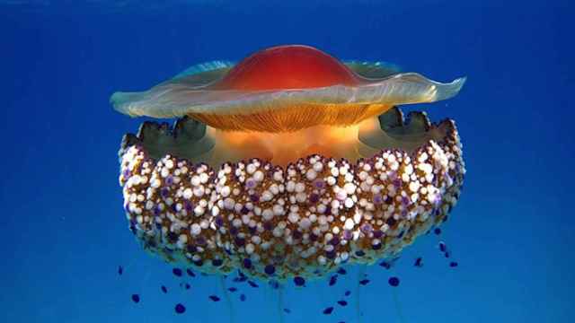 Una imagen de archivo de una medusa Rhizostoma Pulmo, conocida como huevo frito